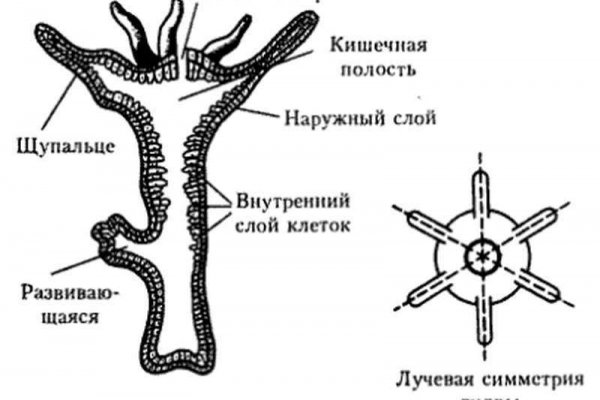 Кракен официальное зеркало 2024